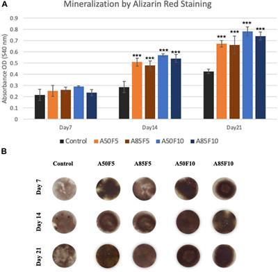 Functionalization of zirconia ceramic with fibronectin proteins enhanced bioactivity and osteogenic response of osteoblast-like cells